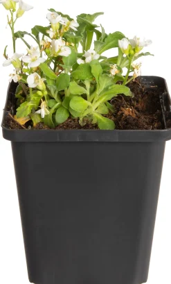 Outlet Gänsekresse (Arabis caucasica 'Snowcap') D 9 H 5 cm Blühende Pflanzen|Bodendecker
