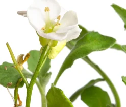 Outlet Gänsekresse (Arabis caucasica 'Snowcap') D 9 H 5 cm Blühende Pflanzen|Bodendecker