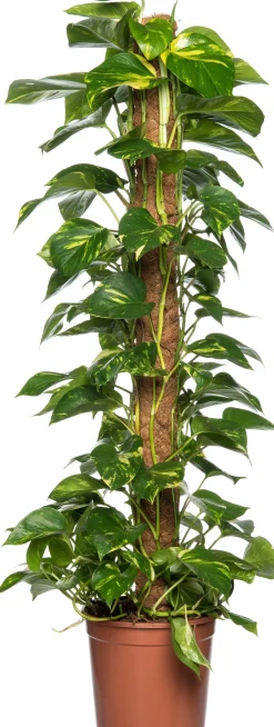 Goldene Efeutute (Epipremnum pinnatum 'Aureum') D 24 H 120 cm Große Pflanzen|Grünpflanzen