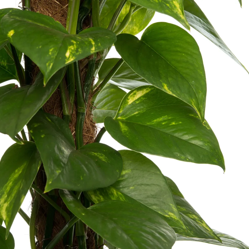 Clearance Goldene Efeutute (Epipremnum pinnatum 'Aureum') D 19 cm H 80 cm Grünpflanzen|Efeutute