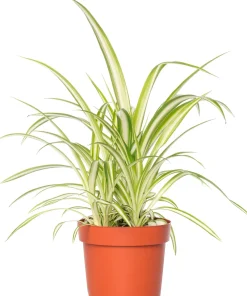 Hot Grünlilie (Chlorophytum comosum) D 12 H 20 cm Kleine Zimmerpflanzen|Grünpflanzen