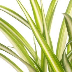 Hot Grünlilie (Chlorophytum comosum) D 12 H 20 cm Kleine Zimmerpflanzen|Grünpflanzen