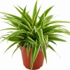 Best Grünlilie (Chlorophytum comosum 'Ocean') D 12 cm H 15 cm Kleine Zimmerpflanzen|Grünpflanzen
