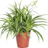 Sale Grünlilie (Chlorophytum comosum 'Ocean') D 15 H 20 cm Kleine Zimmerpflanzen|Grünpflanzen
