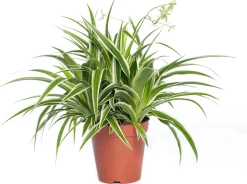 Sale Grünlilie (Chlorophytum comosum 'Ocean') D 15 H 20 cm Kleine Zimmerpflanzen|Grünpflanzen