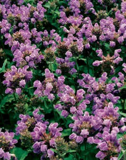 New Großblütige Braunelle (Prunella Grandiflora) D 9 H 5 cm Mehrjährige Pflanzen