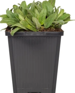 Großblütige Braunelle (Prunella grandiflora 'Alba') D 9 H 15 cm Blühende Pflanzen|Winterharte Pflanzen