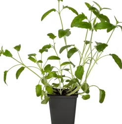 Großblütige Braunelle (Prunella grandiflora 'Alba') D 9 H 15 cm Blühende Pflanzen|Winterharte Pflanzen