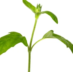 Großblütige Braunelle (Prunella grandiflora 'Alba') D 9 H 15 cm Blühende Pflanzen|Winterharte Pflanzen