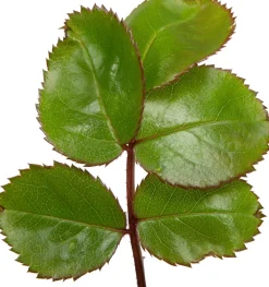 Sale Großblumige Beetrose (Rosa 'Leonardo Da Vinci') D 23 cm Immergrüne Pflanzen|Rosen