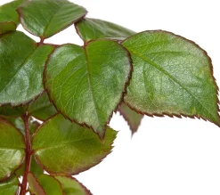Clearance Großblumige Beetrose (Rosa Chippendale) Rosen