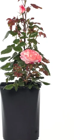 Sale Großblumige Strauchrose (Rosa 'Nostalgie') D 23 cm Immergrüne Pflanzen|Rosen