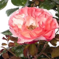 Sale Großblumige Strauchrose (Rosa 'Nostalgie') D 23 cm Immergrüne Pflanzen|Rosen