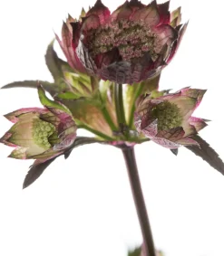 Discount Große Sterndolde (Astrantia major 'Ruby Star') D 17 H 50 cm Blühende Pflanzen|Winterharte Pflanzen