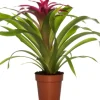 Discount Guzmania (Guzmania 'Deseo Pink') D 12 H 45 cm Blühende Zimmerpflanzen|Bromelien