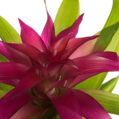 Discount Guzmania (Guzmania 'Deseo Pink') D 12 H 45 cm Blühende Zimmerpflanzen|Bromelien