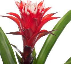 Hot Guzmania (Guzmania 'Hope') D 12 cm H 45 cm Blühende Zimmerpflanzen|Bromelien