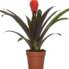 Clearance Guzmania (Guzmania 'Tala') D 12 H 45 cm Blühende Zimmerpflanzen|Bromelien