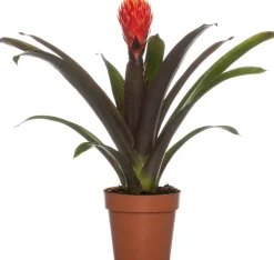 Clearance Guzmania (Guzmania 'Tala') D 12 H 45 cm Blühende Zimmerpflanzen|Bromelien