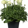 Sale Hahnenfuß (Ranunculus asiaticus 'Success') D 17 H 40 cm Blühende Pflanzen|Winterharte Pflanzen