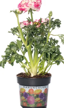 Clearance Hahnenfuß (Ranunculus) D 10,5 H 15 cm Blühende Pflanzen|Einjährige Pflanzen