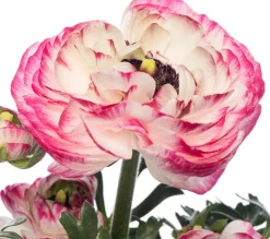Clearance Hahnenfuß (Ranunculus) D 10,5 H 15 cm Blühende Pflanzen|Einjährige Pflanzen