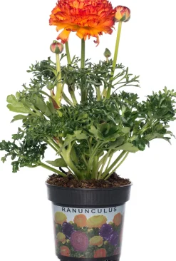 Clearance Hahnenfuß (Ranunculus) D 10,5 H 15 cm Blühende Pflanzen|Einjährige Pflanzen