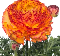 Clearance Hahnenfuß (Ranunculus) D 10,5 H 15 cm Blühende Pflanzen|Einjährige Pflanzen