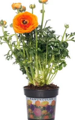 Clearance Hahnenfuß (Ranunculus) D 10,5 H 15 cm Blühende Pflanzen|Einjährige Pflanzen