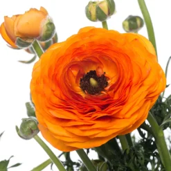 Clearance Hahnenfuß (Ranunculus) D 10,5 H 15 cm Blühende Pflanzen|Einjährige Pflanzen