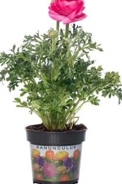 Clearance Hahnenfuß (Ranunculus) D 10,5 H 15 cm Blühende Pflanzen|Einjährige Pflanzen