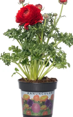 Clearance Hahnenfuß (Ranunculus) D 10,5 H 15 cm Blühende Pflanzen|Einjährige Pflanzen