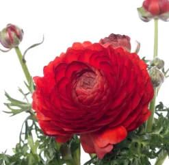 Clearance Hahnenfuß (Ranunculus) D 10,5 H 15 cm Blühende Pflanzen|Einjährige Pflanzen