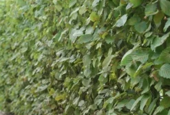 Hot Hainbuche (Carpinus betulus) D 23 H 90 cm Heckenpflanzen|Winterharte Pflanzen
