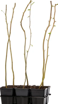 Best Hainbuche (Carpinus betulus) D 9 H 60 cm Heckenpflanzen|Winterharte Pflanzen