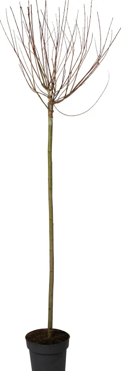 Discount Harlekin-Weide (Salix integra 'Hakuro Nishiki') D 26 H 160 cm Winterharte Pflanzen|Weide