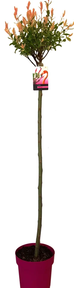 Sale Harlekin-Weide (Salix integra 'Flamingo') D 23 H 150 cm Winterharte Pflanzen|Weide