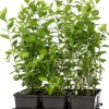 Clearance Hecken-Liguster (Ligustrum ovalifolium) D 9 cm Blühende Pflanzen|Heckenpflanzen