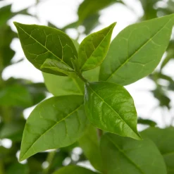 Clearance Hecken-Liguster (Ligustrum ovalifolium) D 9 cm Blühende Pflanzen|Heckenpflanzen