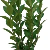 Online Hecken-Liguster (Ligustrum ovalifolium) D 17 H 40 cm Heckenpflanzen|Liguster