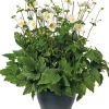 Online Herbstanemone (Anemone 'Wild Swan') D 15 H 35 cm Blühende Pflanzen|Winterharte Pflanzen
