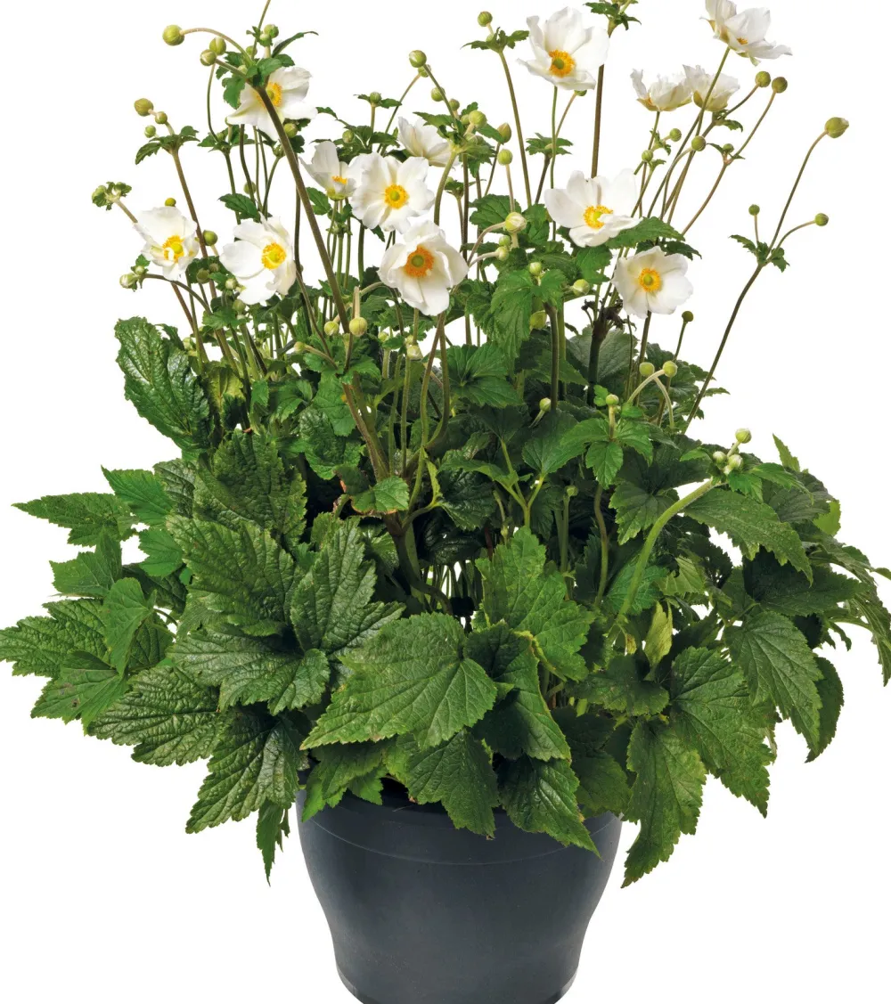 Online Herbstanemone (Anemone 'Wild Swan') D 15 H 35 cm Blühende Pflanzen|Winterharte Pflanzen