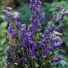 Hot Herbst-Eisenhut (Aconitum carmichaelli 'Arendsii') Pflanzen Für Schatten|Mehrjährige Pflanzen