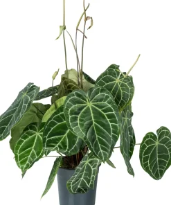 Hot Herzblattblume (Anthurium crystallinum) D 27 H 90 cm Große Pflanzen|Blühende Zimmerpflanzen