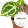 Herzblattblume (Anthurium crystallinum) D 6 H 15 cm Kleine Zimmerpflanzen|Blühende Zimmerpflanzen