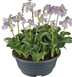 Discount Herzblattlilie (Hosta 'Blue Mouse Ears') D 21 cm Blühende Pflanzen|Pflanzen Für Schatten