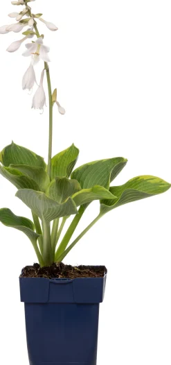 Herzblattlilie (Hosta sieboldiana 'Elegans') D 11 H 10 cm Blühende Pflanzen|Winterharte Pflanzen