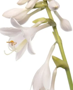 Herzblattlilie (Hosta sieboldiana 'Elegans') D 11 H 10 cm Blühende Pflanzen|Winterharte Pflanzen