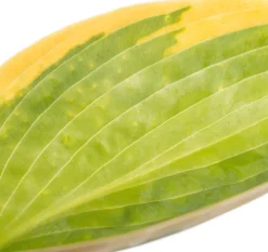 Outlet Herzblattlilie (Hosta sieboldiana 'Frances Williams') D 11 H 10 cm Blühende Pflanzen|Winterharte Pflanzen