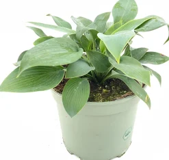 Outlet Herzblattlilie (Hosta tardiana 'Halcyon') D 19 H 25 cm Blühende Pflanzen|Winterharte Pflanzen